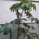 Кліщевина насіння (10 шт) рицина звичайна (Ricinus comm&uacute;nis) боби рицинові RS-00016 фото 5