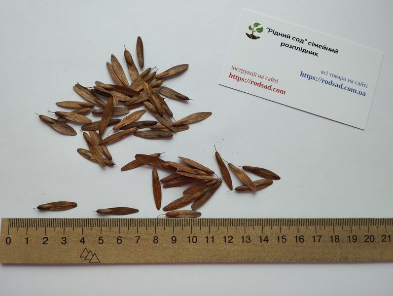 Ясень белоцветный семена (20 шт) манный или манновый (Fraxinus ornus) белый RS-01312 фото