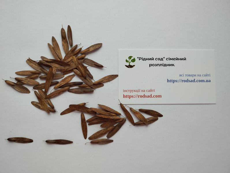 Ясень белоцветный семена (20 шт) манный или манновый (Fraxinus ornus) белый RS-01312 фото
