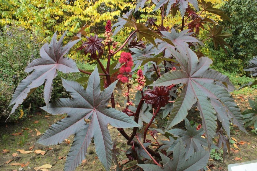 Кліщевина насіння (10 шт) рицина звичайна (Ricinus comm&uacute;nis) боби рицинові RS-00016 фото
