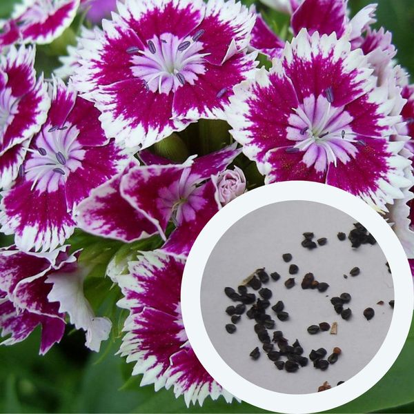 Гвоздика китайська насіння 0,25 грами (прибл. 300 шт) (Dianthus chinensis) рожево-біла багаторічна RS-00254 фото