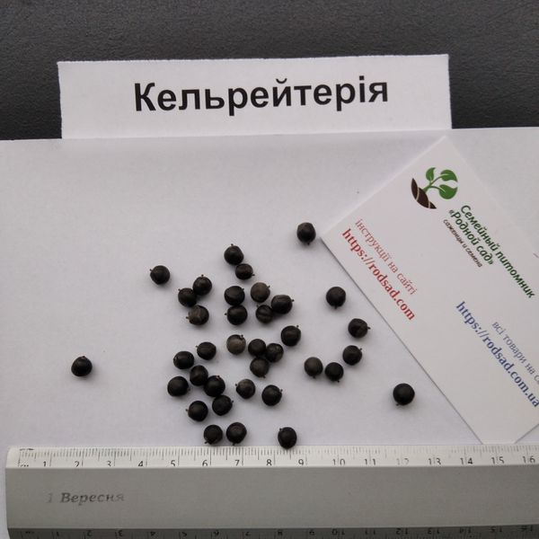 Кельрейтерія метельчата насіння (10 шт) (Koelreuteria paniculata) RS-00681 фото