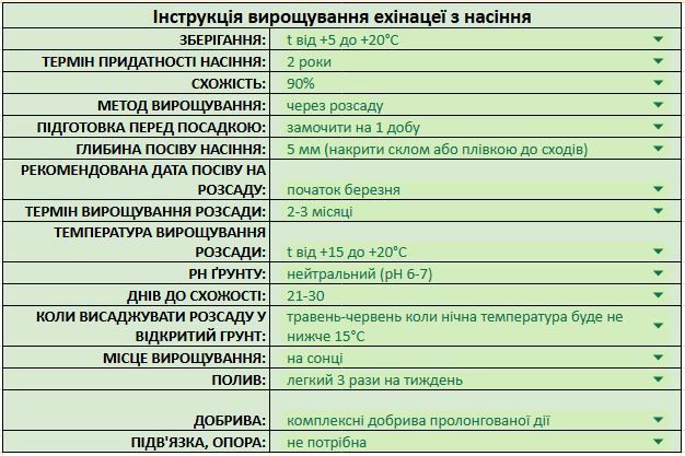 Ехінацея Альба насіння 0,3 гр. (прибл. 70 шт) біла (Echin&aacute;cea purp&uacute;rea) медонос рудбекія багаторічна лікарська RS-02170 фото