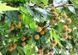 Платан кленолистий насіння 5 грамів (прибл 600 шт) лондонський (Platanus acerifolia) швидкоростучій морозостійкий RS-00022 фото 2