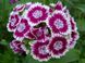 Гвоздика китайская семена 0,25 грамм (около 300 шт) (Dianthus chinensis) розово-белая многолетняя RS-00254 фото 2