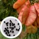 Кельрейтерія метельчата насіння (10 шт) (Koelreuteria paniculata) RS-00681 фото 1
