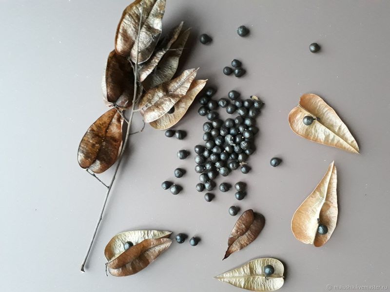 Кёльрейтерия метельчатая семена (10 шт) (Koelreuteria paniculata) RS-00681 фото