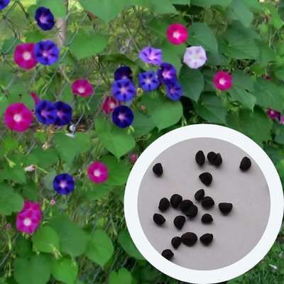 Ипомея пурпурная семена 1 грамм (около 40 шт) (Ipomoea purpurea) для шпалеры RS-00687 фото