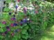Іпомея пурпурова насіння 1 грам (прибл. 40 шт) (Ipomoea purpurea) для шпалери RS-00687 фото 2