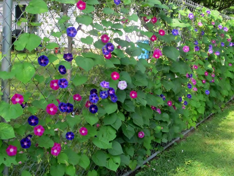 Іпомея пурпурова насіння 1 грам (прибл. 40 шт) (Ipomoea purpurea) для шпалери RS-00687 фото