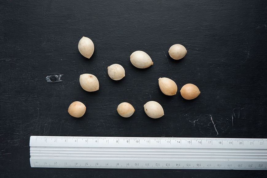 Гинкго билоба семена (10 шт) гинко двулопастный гинго (Ginkgo biloba) RS-00023 фото