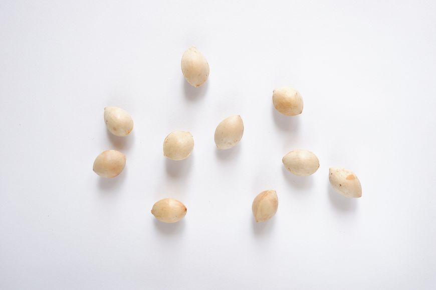 Гінкго білоба насіння (10 шт) ґінко дволопатеве гінго (Ginkgo biloba) RS-00023 фото
