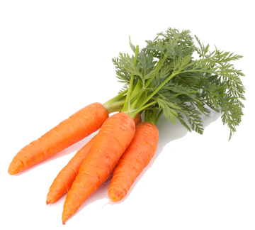 Насіння моркви