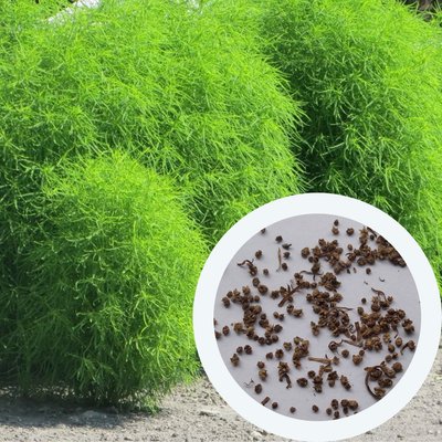 Кохия семена 0,5 грамм (около 350 шт) летний кипарис бассия кипарисовая (Bássia scopária) однолетняя RS-00259 фото
