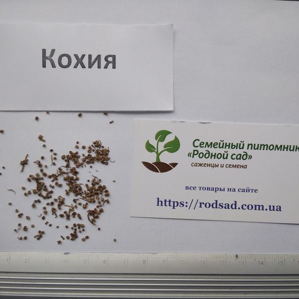 Кохія насіння 0,5 грами (прибл. 350 шт) літній кипарис бассія кіпарисова (Bássia scopária) однорічна RS-00259 фото