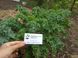 Капуста кейл насіння (2 г близько 600 штук) зелена листова кучерява кале ґрюнколь браунколь RS-02026 фото 6