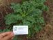 Капуста кейл насіння (2 г близько 600 штук) зелена листова кучерява кале ґрюнколь браунколь RS-02026 фото 9