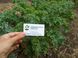 Капуста кейл насіння (2 г близько 600 штук) зелена листова кучерява кале ґрюнколь браунколь RS-02026 фото 2