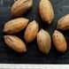 Пекан сорт Melros ранній насіння 10 шт RS-00222 фото 1