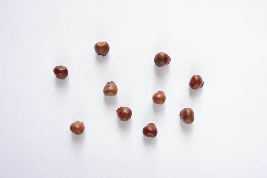 Клекачка перистая семена (10 шт) орех джонжоли европейский (Staphýlea pinnáta) RS-00017 фото