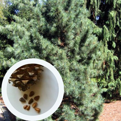 Кедр Корейский семена (20 шт) сосна кедровая (Pinus koraiensis) RS-00055 фото