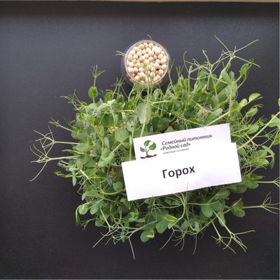 Горох семена для микрозелени (50 грамм) RS-00516 фото