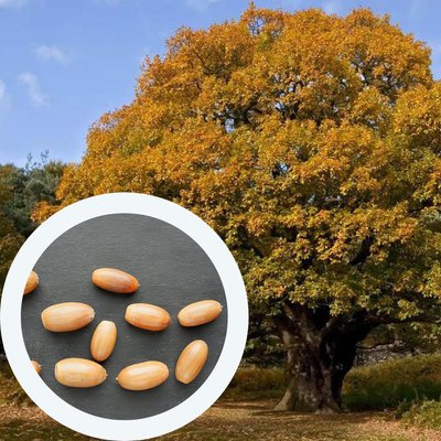 Дуб черешчатий насіння (20 шт) жолудь звичайний літній або англійський (Quercus robur) RS-00159 фото
