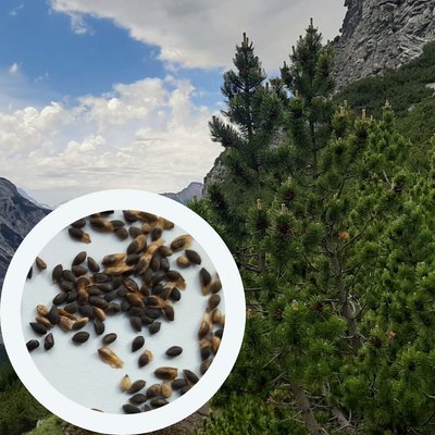 Сосна гірська насіння 0,5 грами (прибл 100 шт) сланка (Pinus mugo) RS-01285 фото