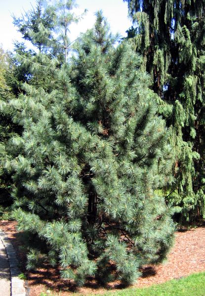 Кедр Корейский семена (20 шт) сосна кедровая (Pinus koraiensis) RS-00055 фото