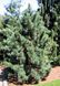 Кедр Корейський насіння (20 шт) сосна кедрова (Pinus koraiensis) RS-00055 фото 6