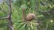 Сосна гірська насіння 0,5 грами (прибл 100 шт) сланка (Pinus mugo) RS-01285 фото 2
