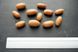 Дуб черешчатый семена (20 шт) желудь обыкновенный летний или английский (Quercus robur) RS-00159 фото 5