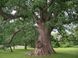 Дуб черешчатий насіння (20 шт) жолудь звичайний літній або англійський (Quercus robur) RS-00159 фото 4