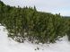 Сосна горная 0,5 грамма (около 100 шт) стланиковая (Pinus mugo) RS-01285 фото 4
