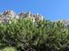 Сосна горная 0,5 грамма (около 100 шт) стланиковая (Pinus mugo) RS-01285 фото 3