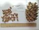 Кедр Корейський насіння (20 шт) сосна кедрова (Pinus koraiensis) RS-00055 фото 2