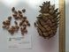 Кедр Корейський насіння (20 шт) сосна кедрова (Pinus koraiensis) RS-00055 фото 5