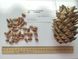 Кедр Корейский семена (20 шт) сосна кедровая (Pinus koraiensis) RS-00055 фото 4