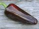 Перец острый Jalapeno Moroccan семена (5 шт) Халапеньйо марокканский черный до 8 000 SHU RS-02160 фото 4