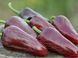 Перец острый Jalapeno Moroccan семена (5 шт) Халапеньйо марокканский черный до 8 000 SHU RS-02160 фото 5