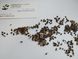 Сосна гірська насіння 0,5 грами (прибл 100 шт) сланка (Pinus mugo) RS-01285 фото 5