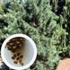Кедр Корейський насіння (20 шт) сосна кедрова (Pinus koraiensis) RS-00055 фото 1