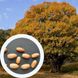 Дуб черешчатий насіння (20 шт) жолудь звичайний літній або англійський (Quercus robur) RS-00159 фото 1