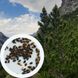 Сосна гірська насіння 0,5 грами (прибл 100 шт) сланка (Pinus mugo) RS-01285 фото 1