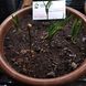 Кедр Корейський насіння (20 шт) сосна кедрова (Pinus koraiensis) RS-00055 фото 7