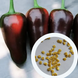 Перец острый Jalapeno Moroccan семена (5 шт) Халапеньйо марокканский черный до 8 000 SHU RS-02160 фото 1
