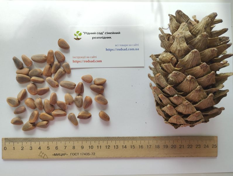 Кедр Корейський насіння (20 шт) сосна кедрова (Pinus koraiensis) RS-00055 фото