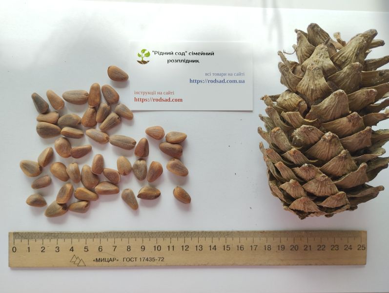 Кедр Корейський насіння (20 шт) сосна кедрова (Pinus koraiensis) RS-00055 фото