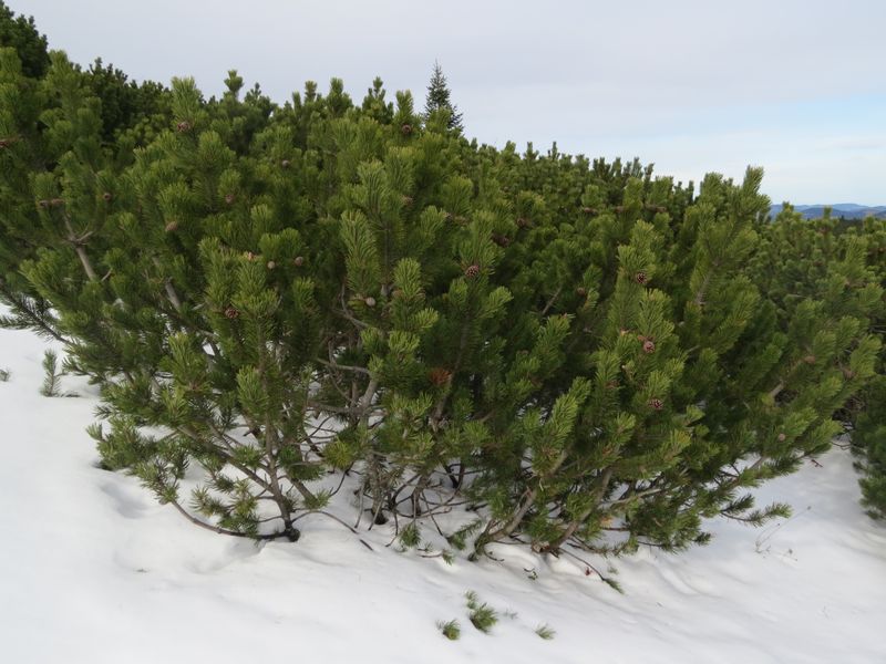 Сосна гірська насіння 0,5 грами (прибл 100 шт) сланка (Pinus mugo) RS-01285 фото
