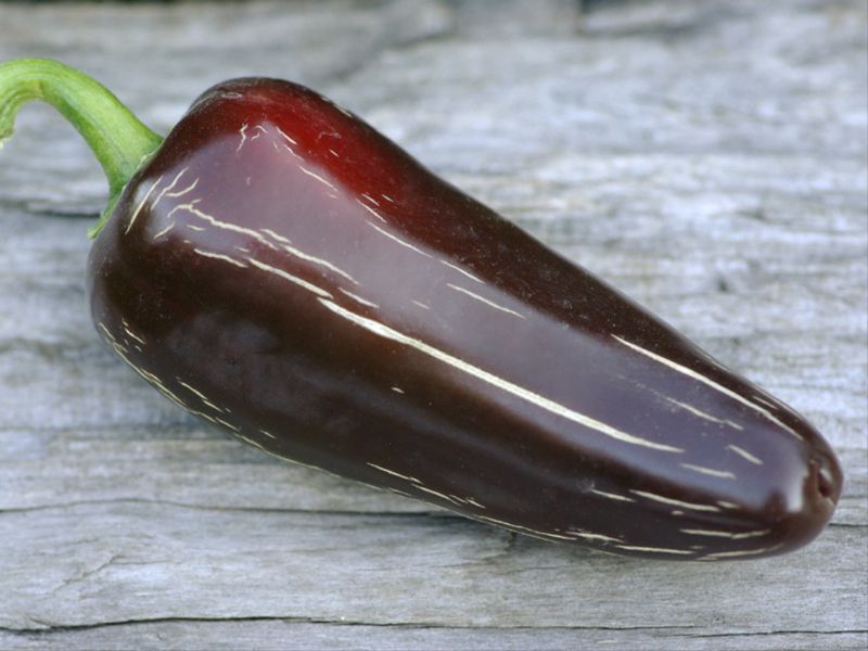 Перец острый Jalapeno Moroccan семена (5 шт) Халапеньйо марокканский черный до 8 000 SHU RS-02160 фото